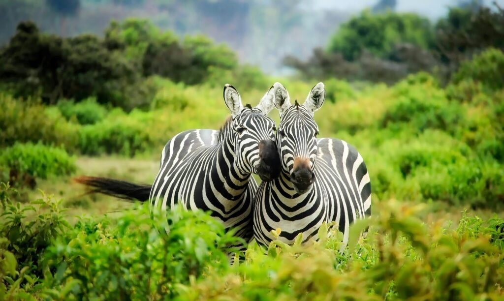 Zebras huddled together in a lush green safari setting