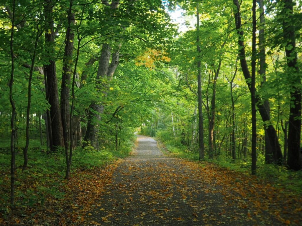 A peaceful forest trail covered with early autumn leaves and surrounded by dense green trees, highlighting outdoor nature experiences among the top things to do in Meadville PA.